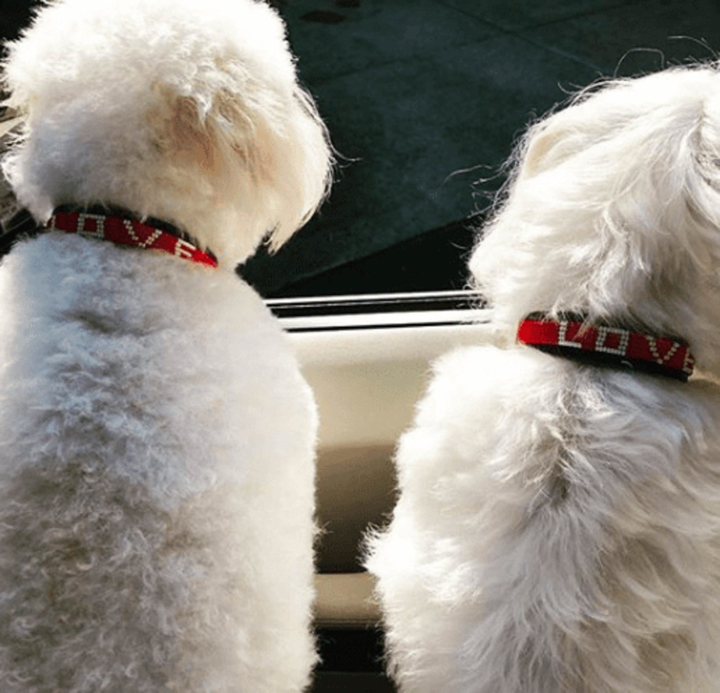 LOVE Pet Collar -Medium LOVE Pet Collar -