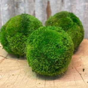 Moss Balls