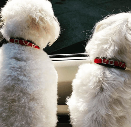 LOVE Pet Collar -Medium LOVE Pet Collar -